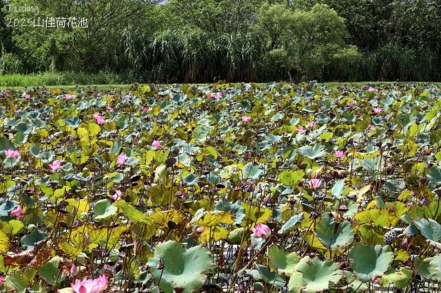 2025樹林山佳荷花池,9/7即時花況🌸|2024樹林山佳荷