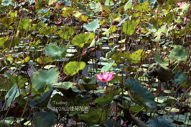 2025樹林山佳荷花池,9/7即時花況🌸|2024樹林山佳荷