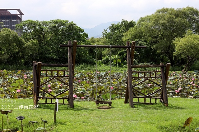 2025樹林山佳荷花池,9/7即時花況🌸|2024樹林山佳荷