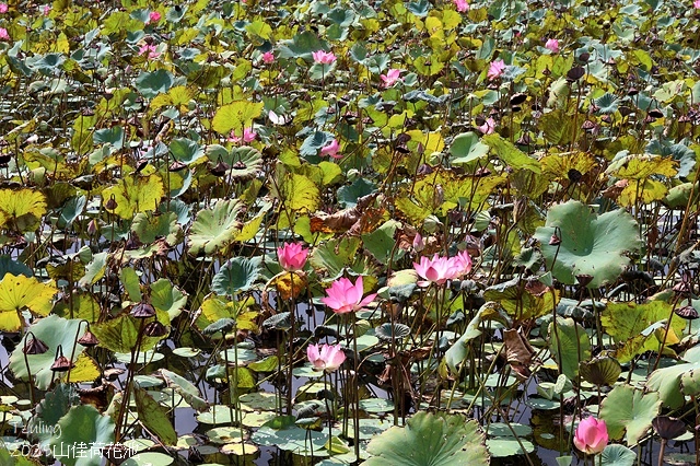 2025樹林山佳荷花池,9/7即時花況🌸|2024樹林山佳荷