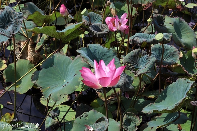 2025樹林山佳荷花池,9/7即時花況🌸|2024樹林山佳荷