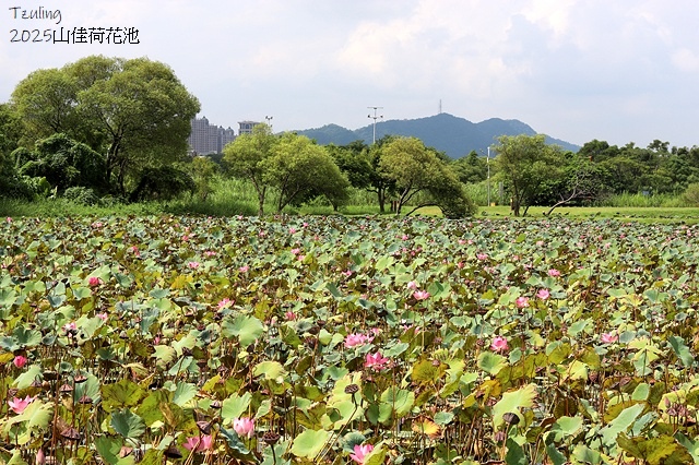 2025樹林山佳荷花池,9/7即時花況🌸|2024樹林山佳荷