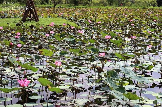 2025樹林山佳荷花池,9/7即時花況🌸|2024樹林山佳荷
