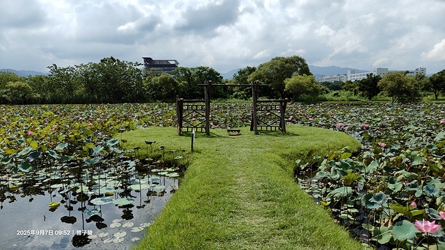 2025樹林山佳荷花池,9/7即時花況🌸|2024樹林山佳荷