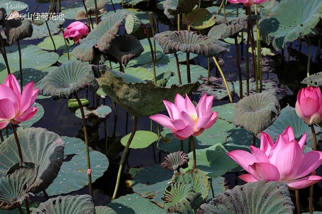 2025樹林山佳荷花池,9/7即時花況🌸|2024樹林山佳荷