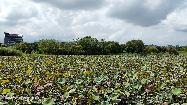 2025樹林山佳荷花池,9/7即時花況🌸|2024樹林山佳荷