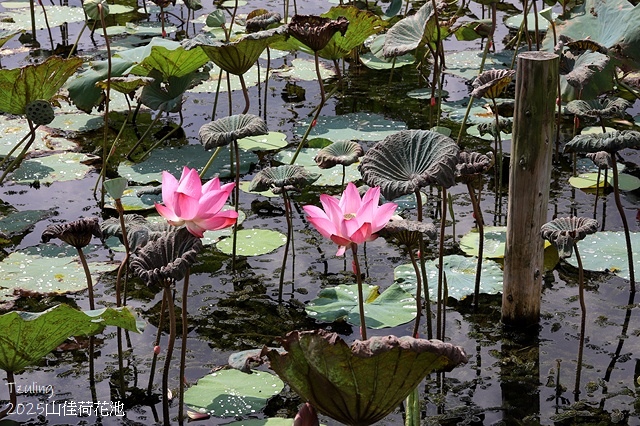 2025樹林山佳荷花池,9/7即時花況🌸|2024樹林山佳荷