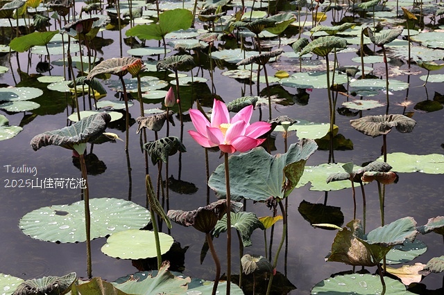 2025樹林山佳荷花池,9/7即時花況🌸|2024樹林山佳荷