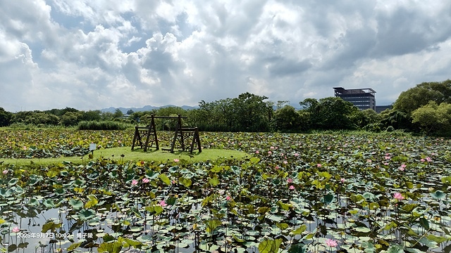 2025樹林山佳荷花池,9/7即時花況🌸|2024樹林山佳荷