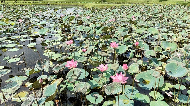 2025樹林山佳荷花池,9/7即時花況🌸|2024樹林山佳荷