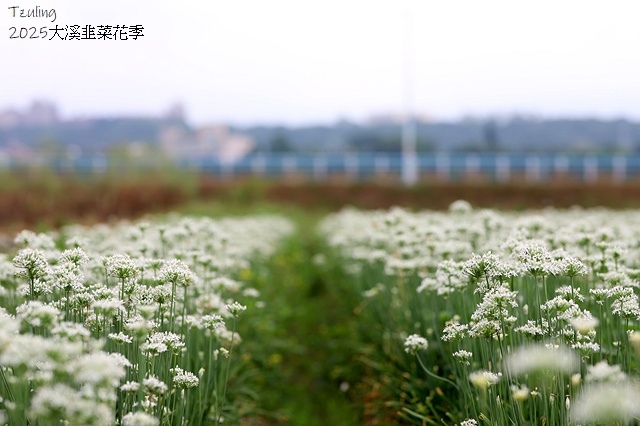 2025桃園大溪韭菜花季開跑！🌸活動日期：2025/8/30