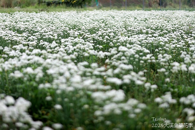 2025桃園大溪韭菜花季開跑！🌸活動日期：2025/8/30