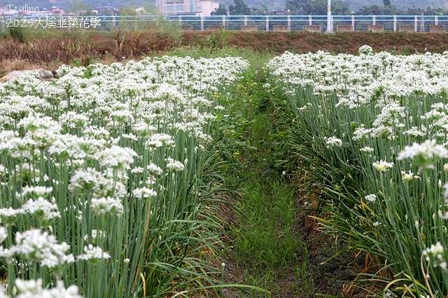 2025桃園大溪韭菜花季開跑！🌸活動日期：2025/8/30