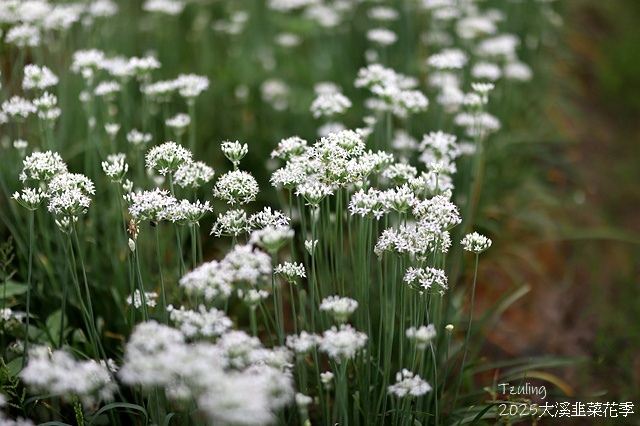 2025桃園大溪韭菜花季開跑！🌸活動日期：2025/8/30