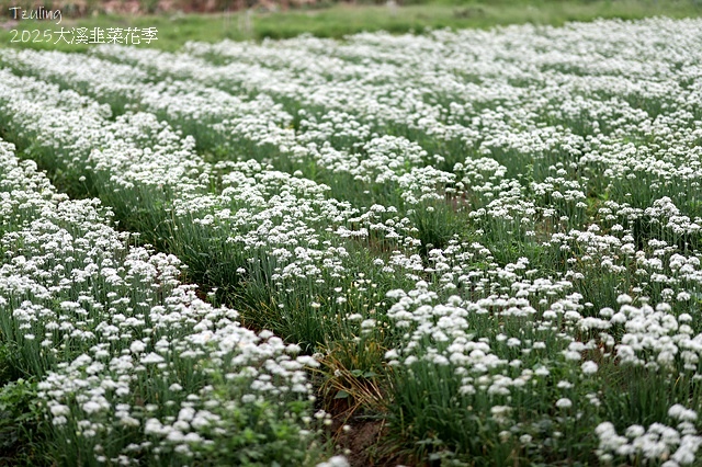 2025桃園大溪韭菜花季開跑！🌸活動日期：2025/8/30