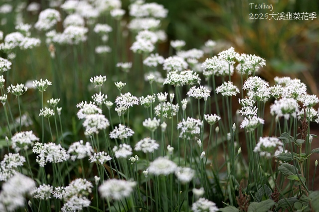 2025桃園大溪韭菜花季開跑！🌸活動日期：2025/8/30