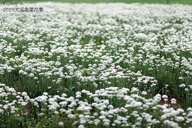 2025桃園大溪韭菜花季開跑！🌸活動日期：2025/8/30