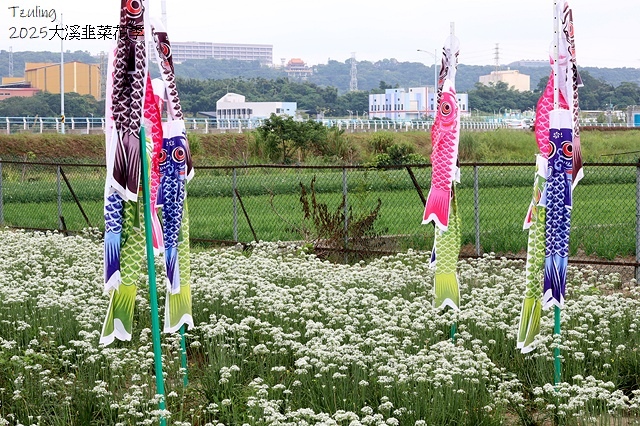 2025桃園大溪韭菜花季開跑！🌸活動日期：2025/8/30