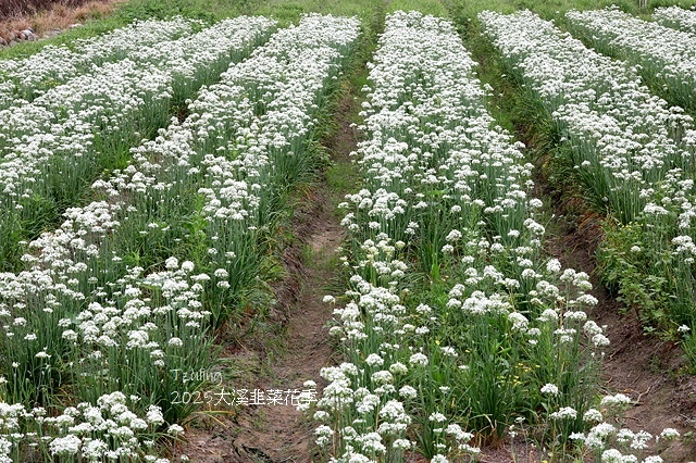 2025桃園大溪韭菜花季開跑！🌸活動日期：2025/8/30