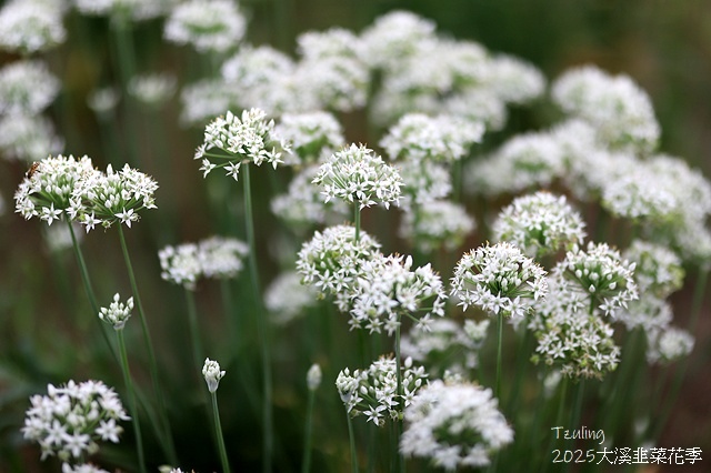 2025桃園大溪韭菜花季開跑！🌸活動日期：2025/8/30