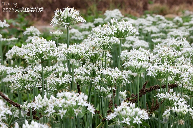 2025桃園大溪韭菜花季開跑！🌸活動日期：2025/8/30