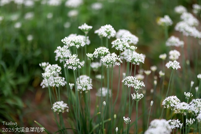 2025桃園大溪韭菜花季開跑！🌸活動日期：2025/8/30