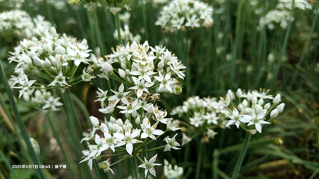 2025桃園大溪韭菜花季開跑！🌸活動日期：2025/8/30