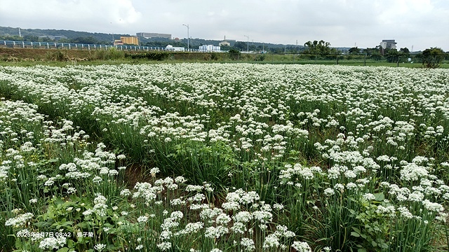 2025桃園大溪韭菜花季開跑！🌸活動日期：2025/8/30
