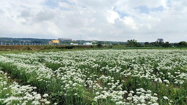 2025桃園大溪韭菜花季開跑！🌸活動日期：2025/8/30