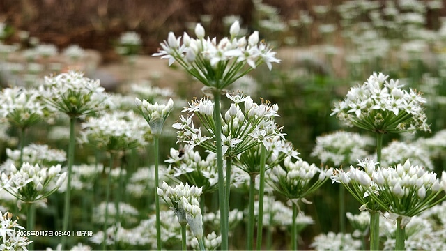 2025桃園大溪韭菜花季開跑！🌸活動日期：2025/8/30