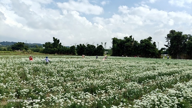 2025桃園大溪韭菜花季開跑！🌸活動日期：2025/8/30