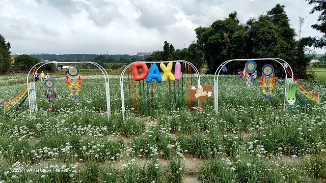 2025桃園大溪韭菜花季開跑！🌸活動日期：2025/8/30