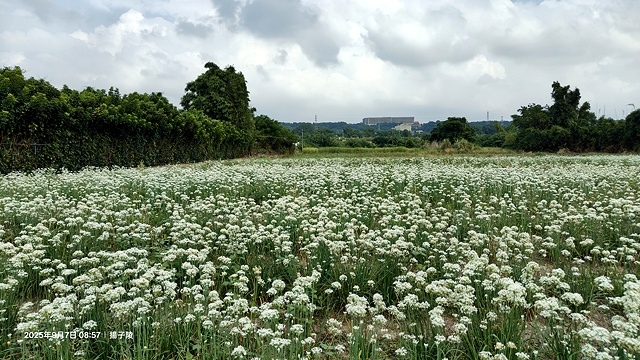 2025桃園大溪韭菜花季開跑！🌸活動日期：2025/8/30