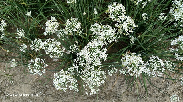 2025桃園大溪韭菜花季開跑！🌸活動日期：2025/8/30