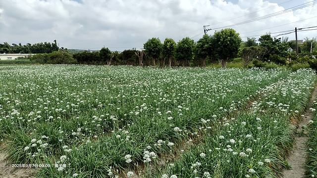 2025桃園大溪韭菜花季開跑！🌸活動日期：2025/8/30