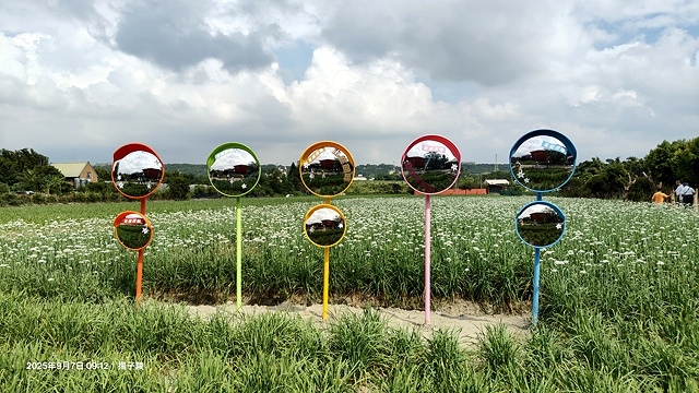 2025桃園大溪韭菜花季開跑！🌸活動日期：2025/8/30