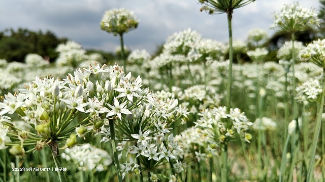 2025桃園大溪韭菜花季開跑！🌸活動日期：2025/8/30