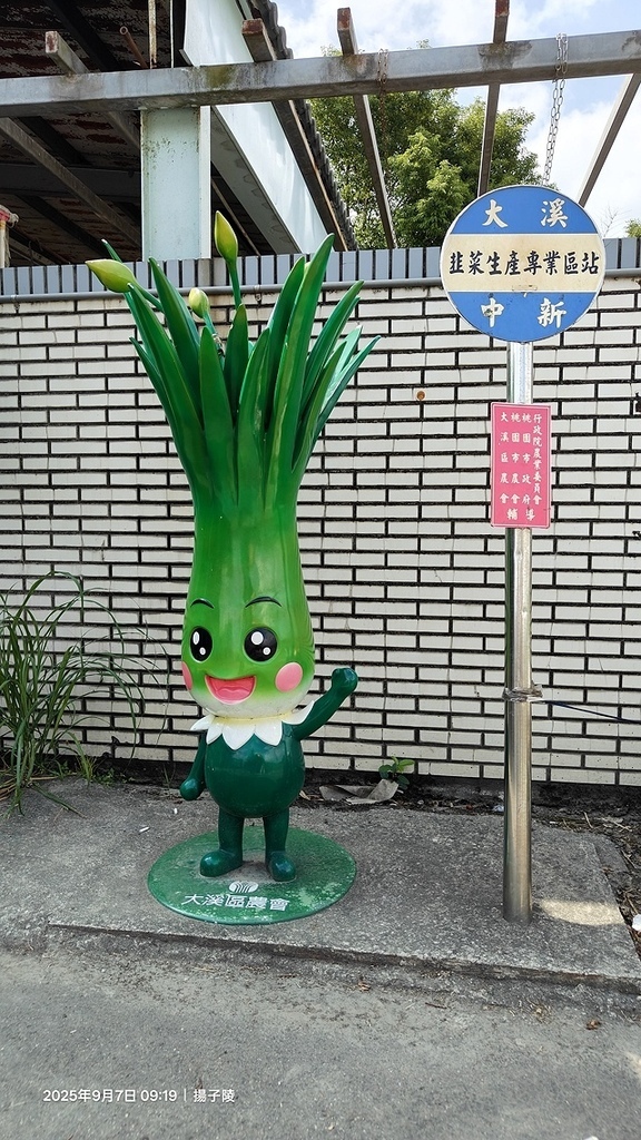 2025桃園大溪韭菜花季開跑！🌸活動日期：2025/8/30