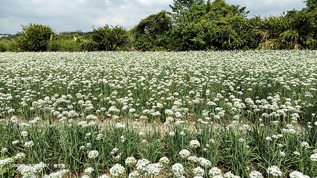 2025桃園大溪韭菜花季開跑！🌸活動日期：2025/8/30