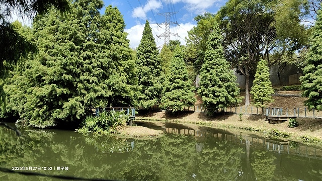 2025桃園長庚養生村,落羽松最新9/27現況分享,還沒變紅