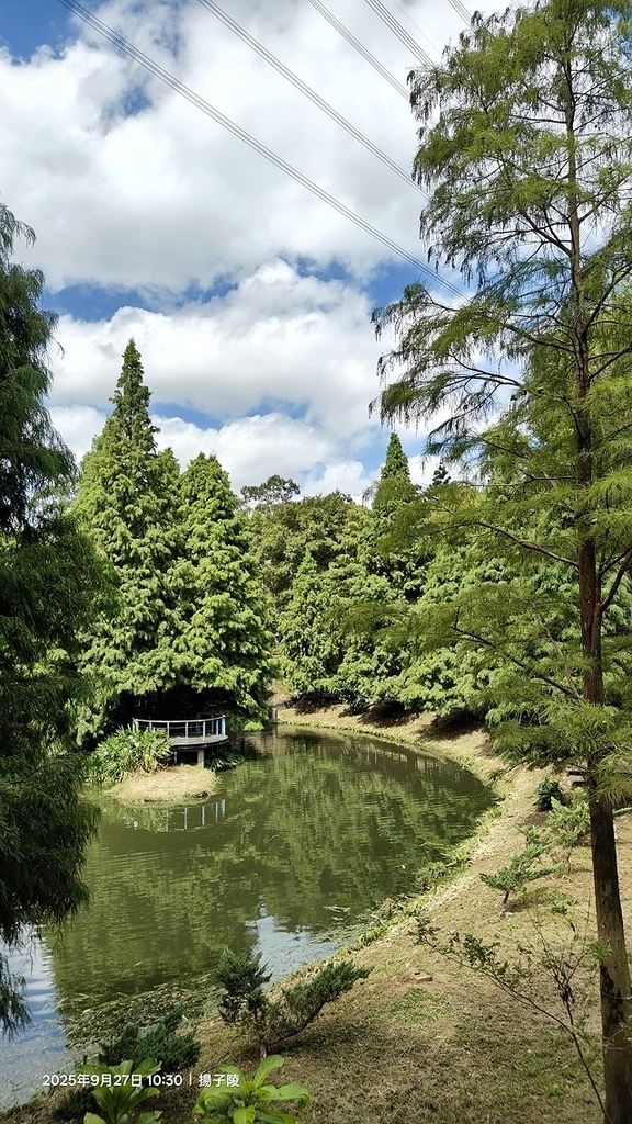 2025桃園長庚養生村,落羽松最新9/27現況分享,還沒變紅