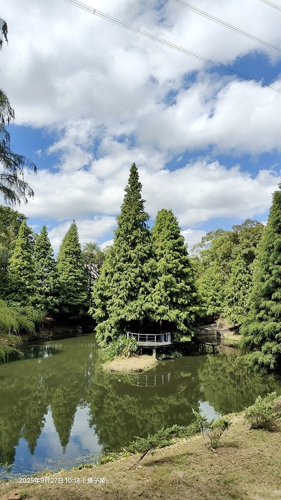 2025桃園長庚養生村,落羽松最新9/27現況分享,還沒變紅