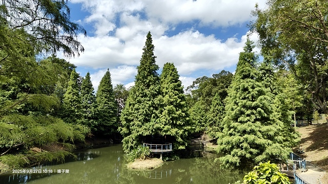 2025桃園長庚養生村,落羽松最新9/27現況分享,還沒變紅