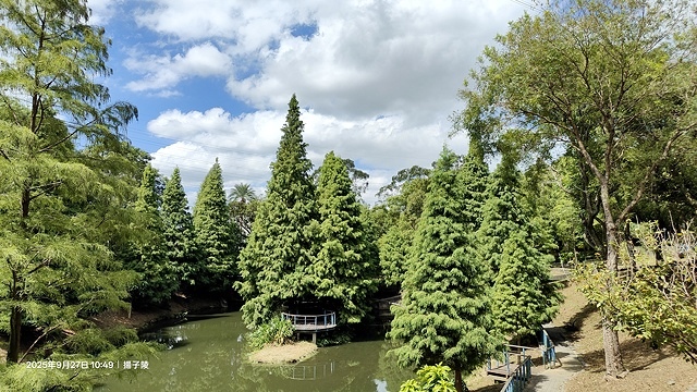 2025桃園長庚養生村,落羽松最新9/27現況分享,還沒變紅