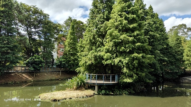 2025桃園長庚養生村,落羽松最新9/27現況分享,還沒變紅
