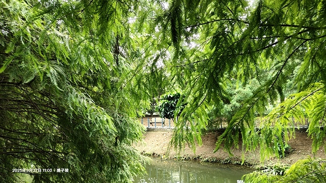 2025桃園長庚養生村,落羽松最新9/27現況分享,還沒變紅