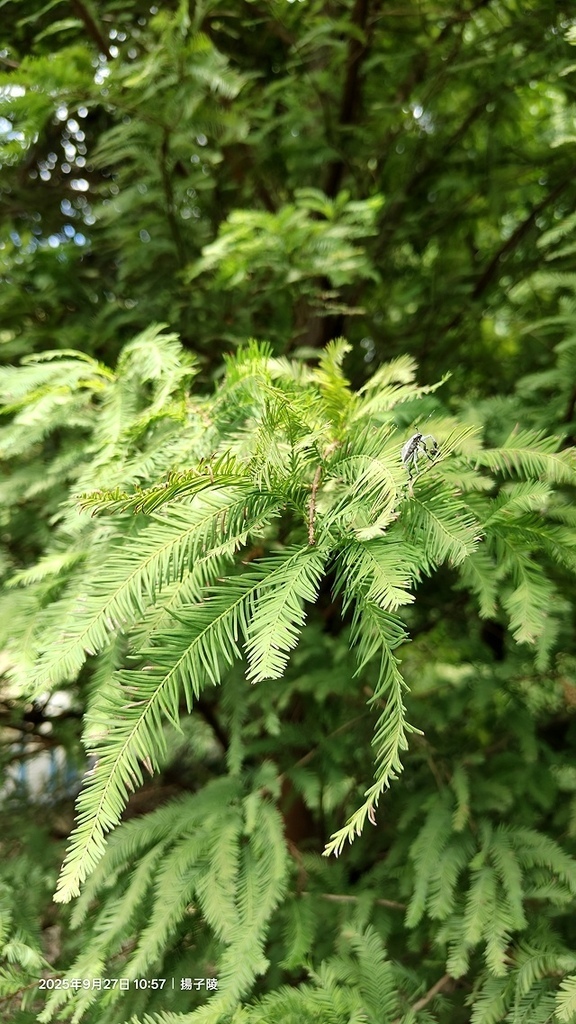 2025桃園長庚養生村,落羽松最新9/27現況分享,還沒變紅