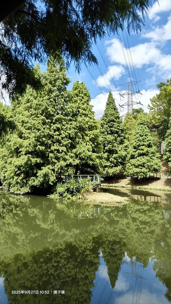 2025桃園長庚養生村,落羽松最新9/27現況分享,還沒變紅