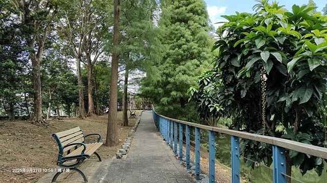 2025桃園長庚養生村,落羽松最新9/27現況分享,還沒變紅