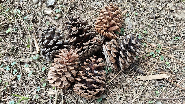 2025桃園長庚養生村,落羽松最新9/27現況分享,還沒變紅